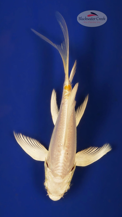 Doitsu Hariwake 4-5 inches [X25-T122-5]