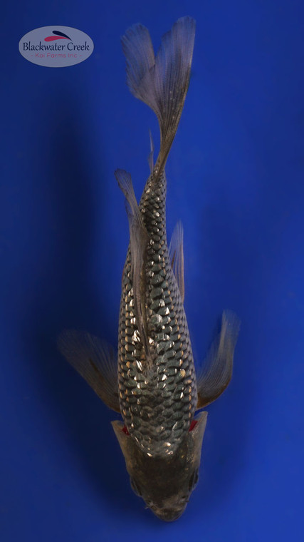 Matsukawabake 4-5 inches [X25-T122-10]