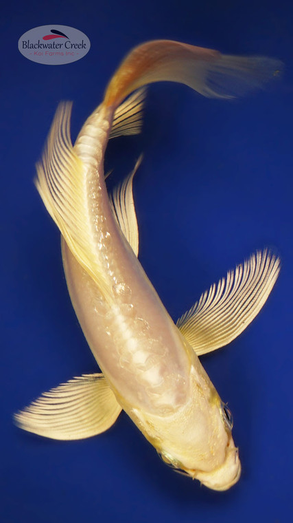 Doitsu Platinum 6-7 inches [X25-T123-4]