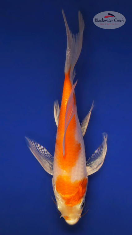 Kohaku 4-5 inches [X25-T129-5]