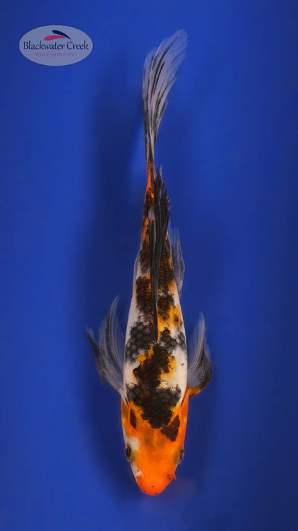 Sanke 6-7 inches [X25-T131-1]