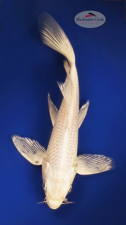 Platinum 5-6 inches [X25-T132-1]