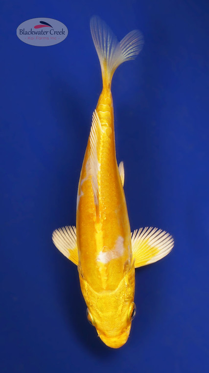 Doitsu Hariwake 3-4 inches [X25-T138-2]