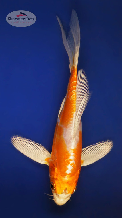 Doitsu Hariwake 5-6 inches [X25-T133-6]