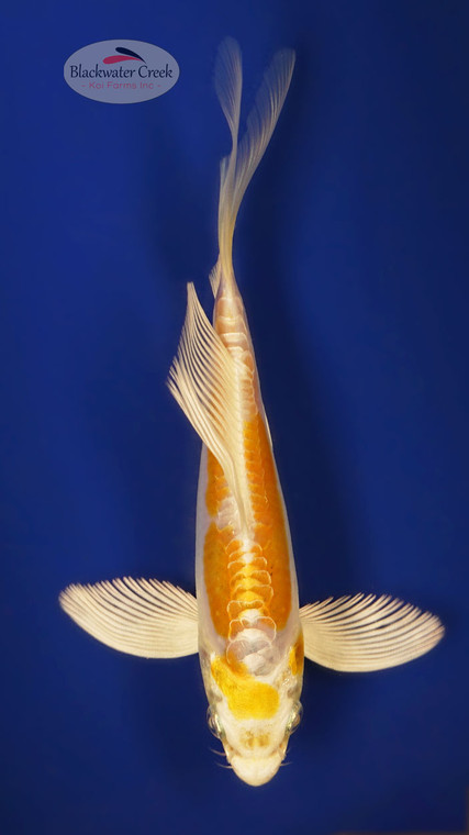 Doitsu Hariwake 5-6 inches [X25-T133-7]