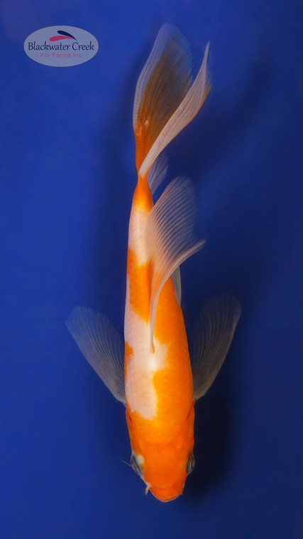 Kohaku 4-5 inches [X25-T138-10]