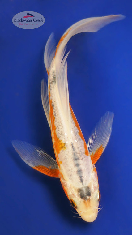 Shusui 4-5 inches [Y25-T139-3]