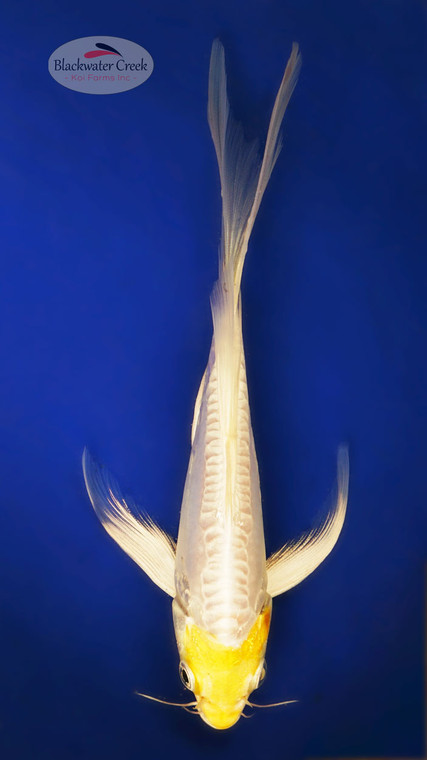 Doitsu Hariwake 5-6 inches [Y25-T139-9]