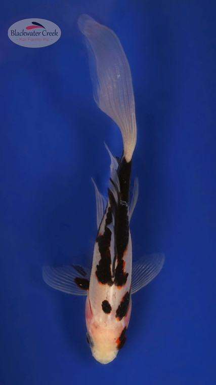 Black Opal 5-6 inches [XX25-T64-6]