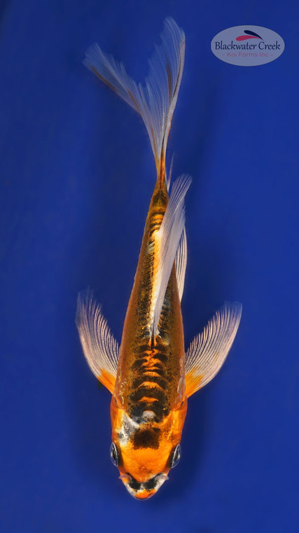 Doitsu Kujaku 4-5 inches [Y25-T146-1]