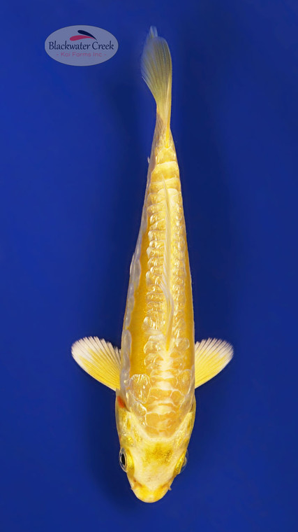 Doitsu Yamabuki 4-5 inches [Y25-T147-3]