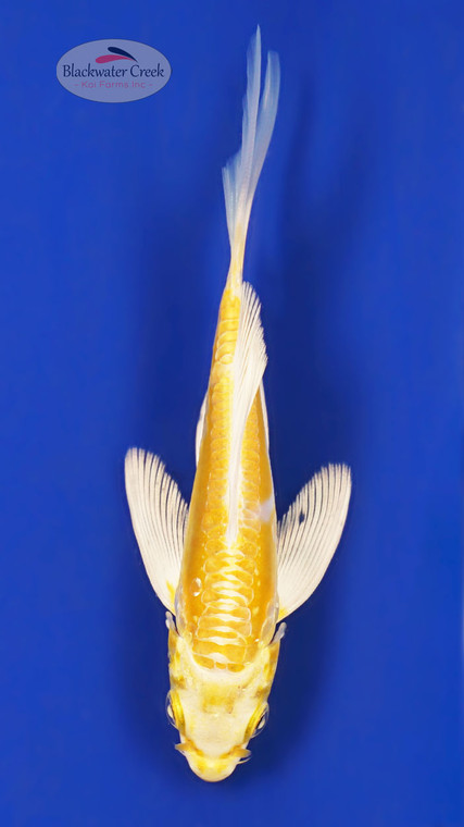 Doitsu Yamabuki 4-5 inches [Y25-T153-6]