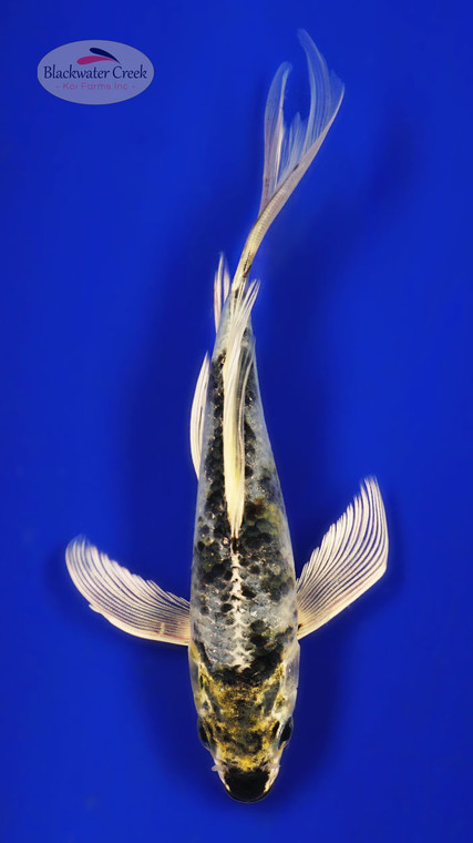 Kin Ki Showa 5-6 inches [Y25-T160-6]