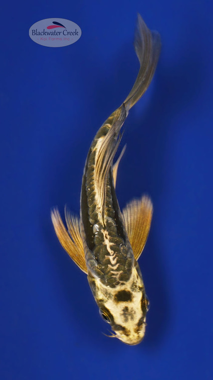 Kikokuryu 4-5 inches [Y25-T161-6]