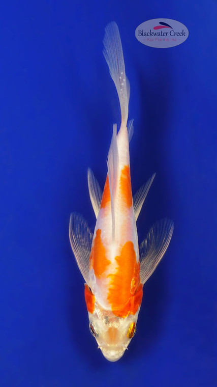 Doitsu Kohaku 5-6 inches [Y25-T162-2]