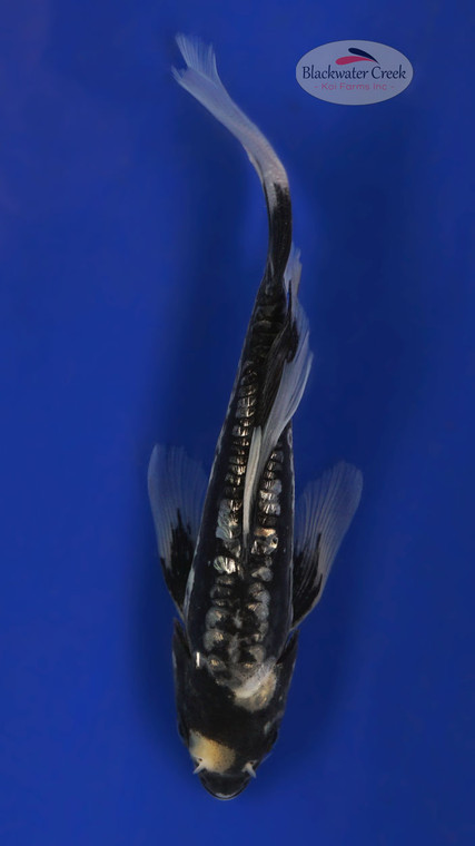 Gin Rin Kumonryu 4-5 inches [Y25-T164-1]