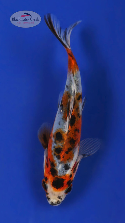 Shubunkin 4-5 inches  [XX25-T65-1]