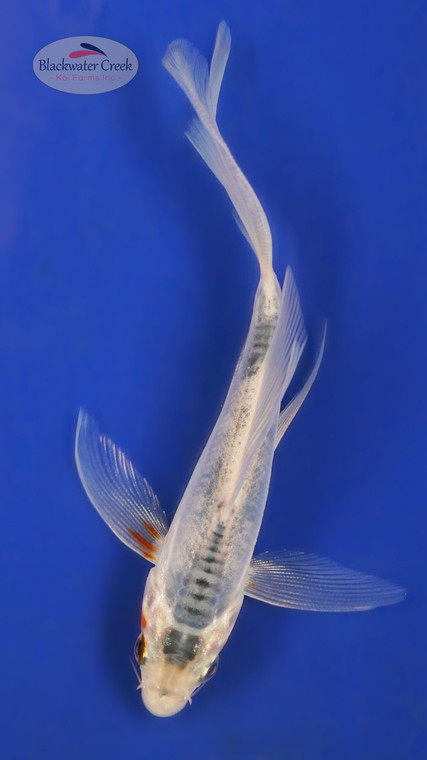 Shusui 4-5 inches [Y25-T165-2]