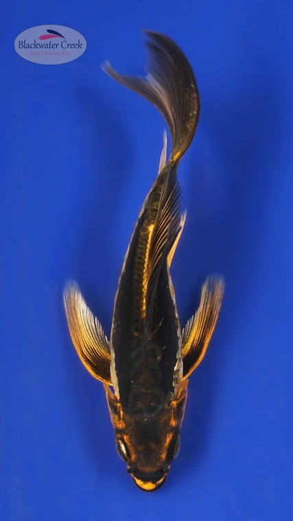 Unique Karasu 4-5 inches [Y25-T168-6]