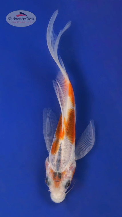 Shusui 4-5 inches [Y25-T169-6]