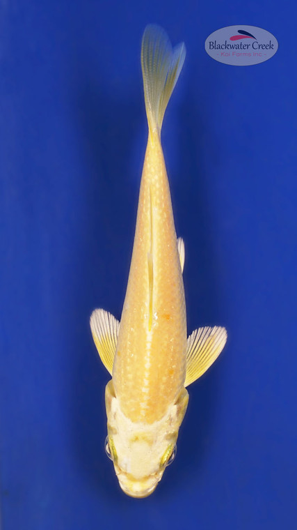 Yamabuki 4-5 inches [Y25-T170-1]