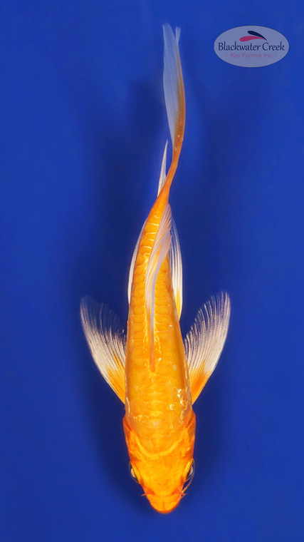 Doitsu Orenji 4-5 inches [Y25-T171-5]