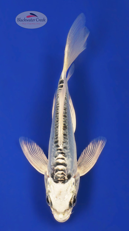 Kikokuryu 4-5 inches [Y25-T172-1]