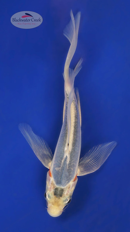 Shusui 5-6 inches [Y25-T172-7]