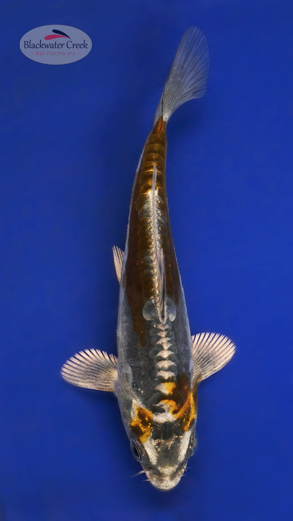 Kujaku 4-5 inches [Y25-T174-1]