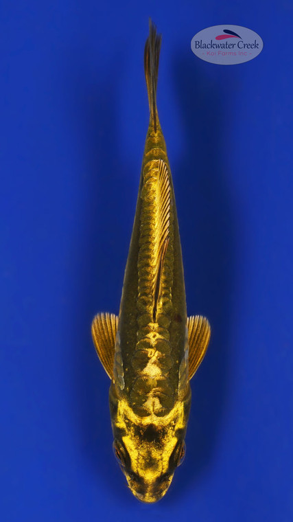 Kikokuryu 4-5 inches [Z25-T175-8]