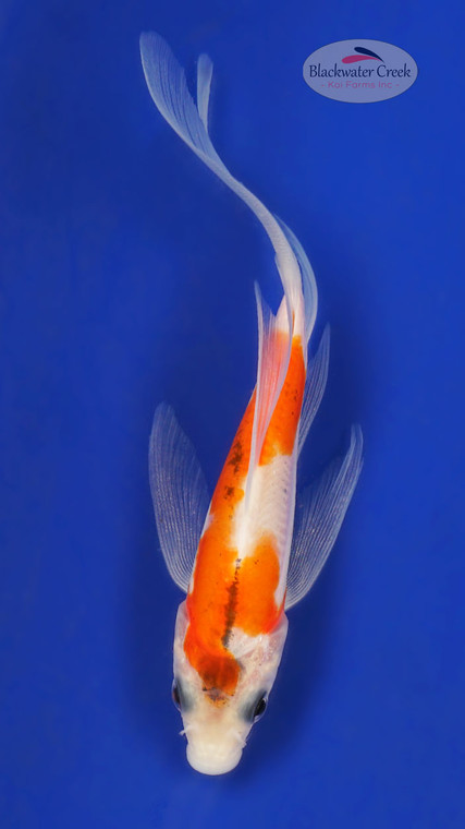 Kawarigoi 4-5 inches [Z25-T177-5]