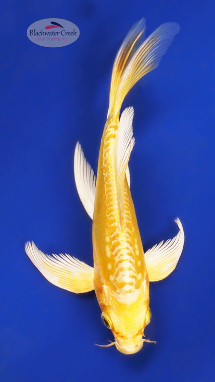 Doitsu Yamabuki 5-6 inches [Z25-T1-7]