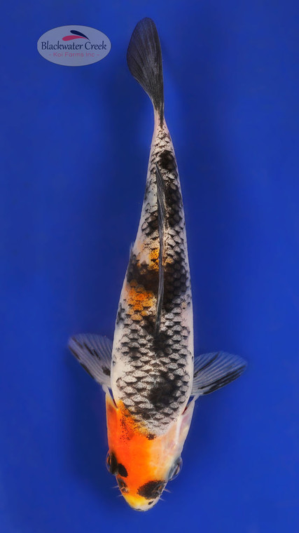 Showa 5-6 inches [Z25-T1-9]