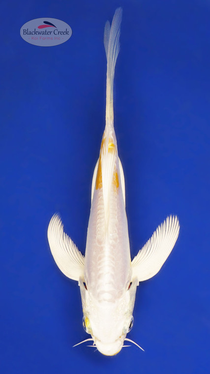 Doitsu Hariwake 5-6 inches [Z25-T9-6]