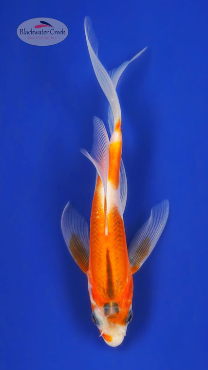 Shusui 5-6 inches [Z25-T14-3]