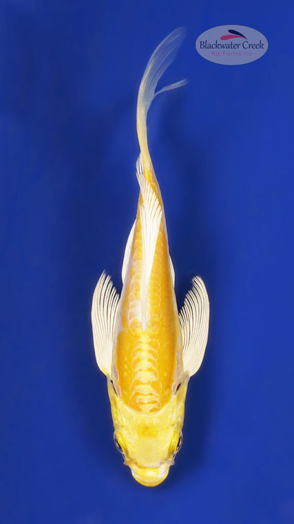 Doitsu Hariwake 4-5 inches [Z25-T16-3]