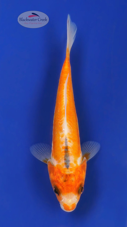 Shusui 3-4 inches [Z25-T14-11]