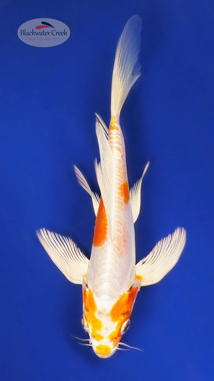 Doitsu Hariwake 5-6 inches [Z25-T32-13]