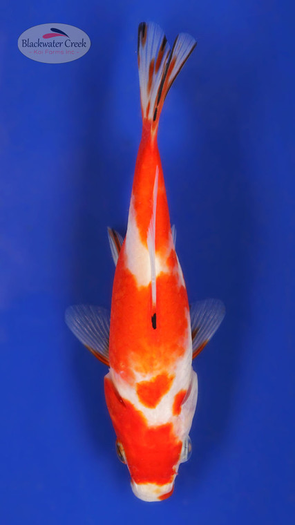 Red & White Hibuna 5-6 inches [YY25-T69-4]