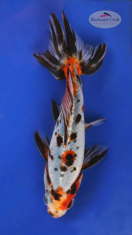 Calico Wakin 5-6 inches [YY25-T70-1]