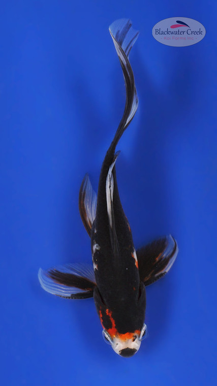 Bandit Black Opal 5-6 inches [YY25-T70-2]