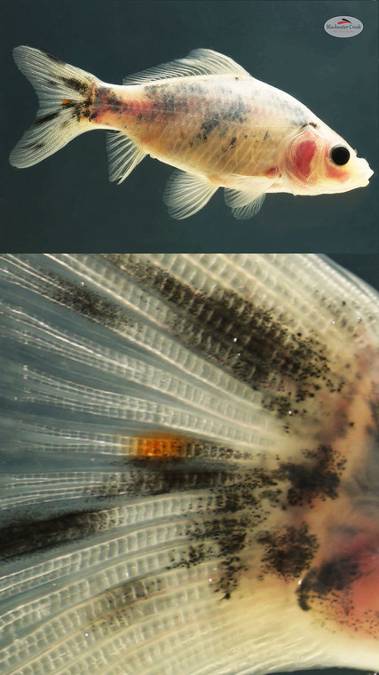 Cheeky Goldfish 4-5 inches [YY25-T72-7]