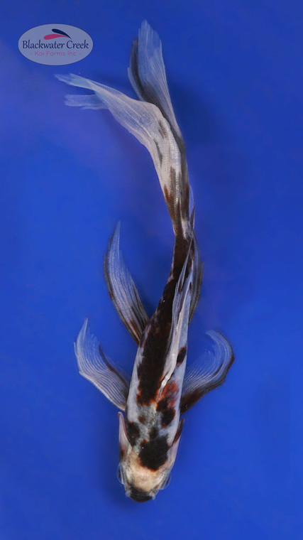 Black Opal 6-7 inches [YY25-T72-10]