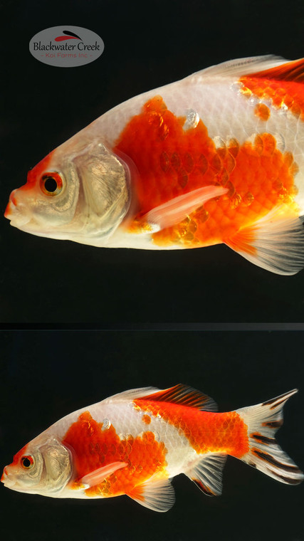 Red & White Hibuna 7-8 inches [YY25-T81-8]