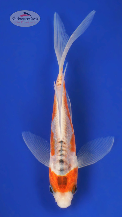 Shusui 4-5 inches [A25-T24-4]