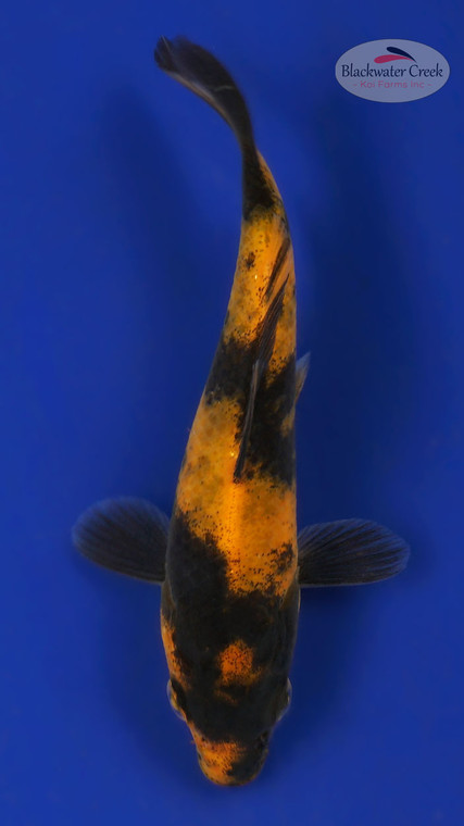 Hi Utsuri 4-5 inches [A25-T42-14]