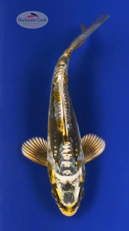 Kikokuryu 4-5 inches [A25-T44-2]