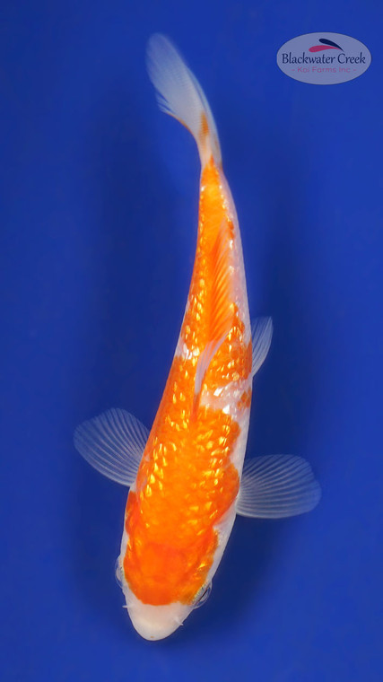 Gin Rin Kohaku 4-5 inches [A25-T45-6]