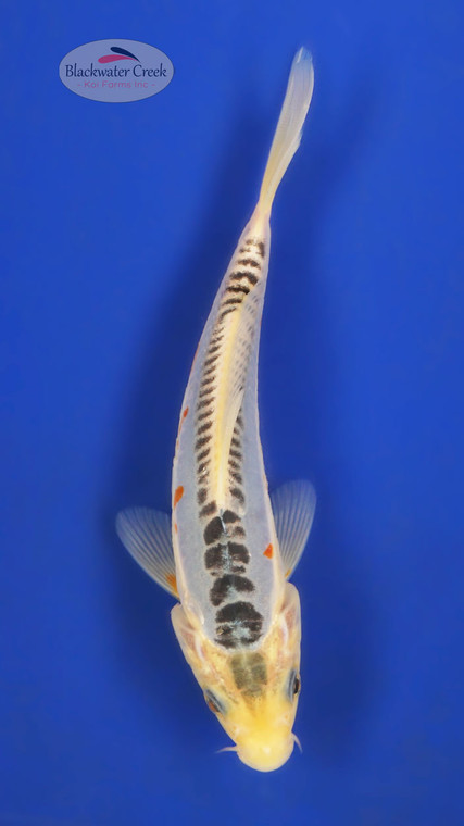 Shusui 5-6 inches [A25-T45-11]