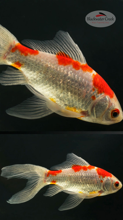 Red and White Comet 5-6 inches [YY25-T86-4]